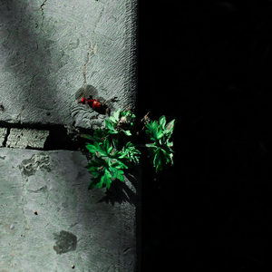 中文字幕视频在线观看
